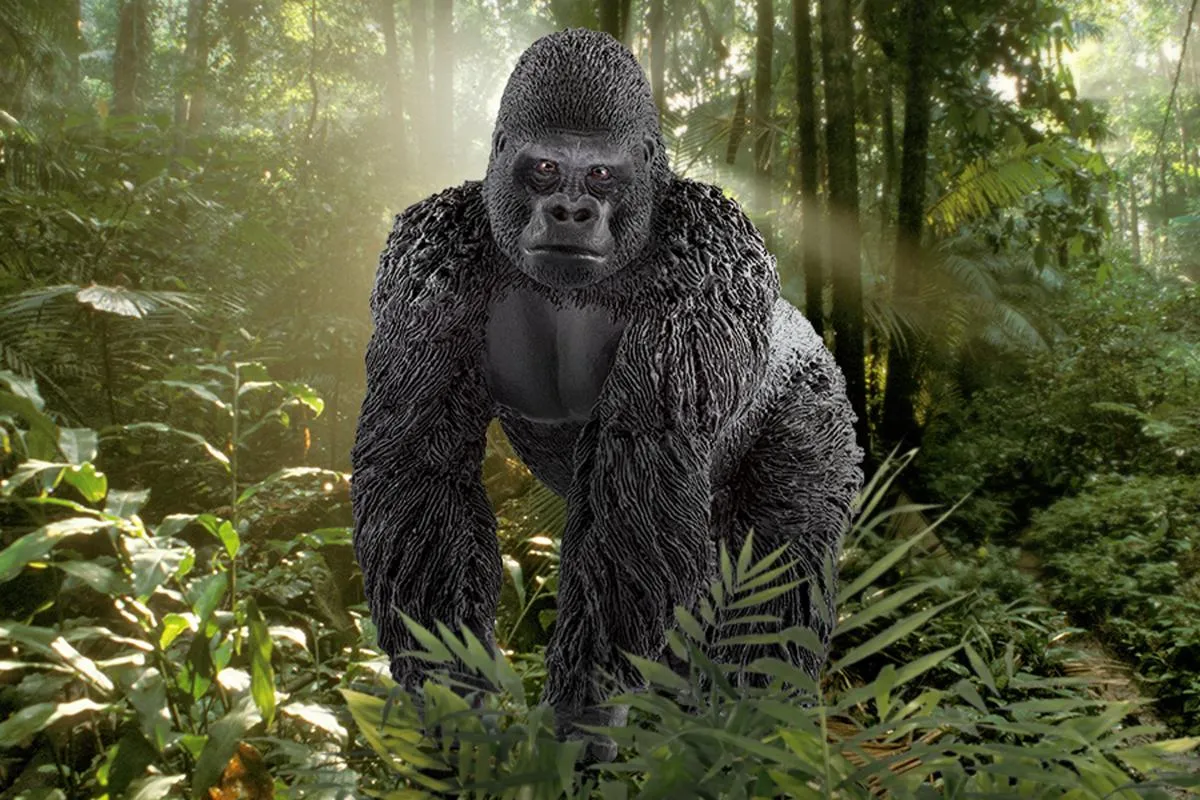 Gorilla, male