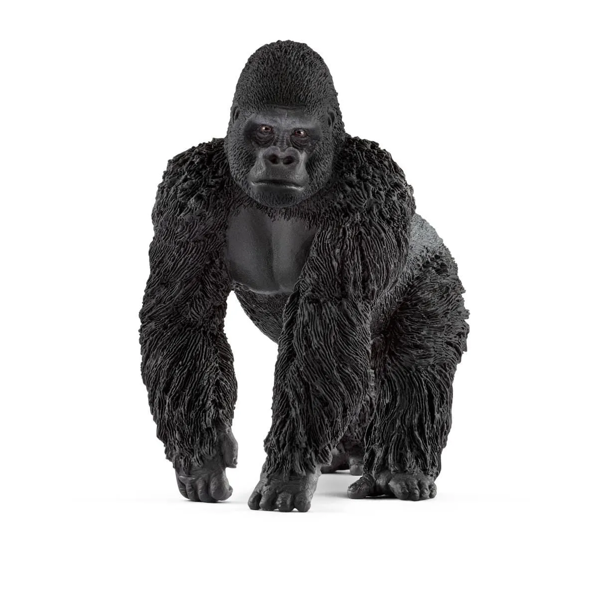 Gorilla, male